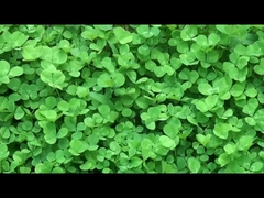 Kwaliteit slimme draagbare apparaten uit China.